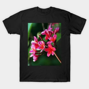 plumeria-flowers-frangipani-floral-red-shirtyshirto-70 T-Shirt